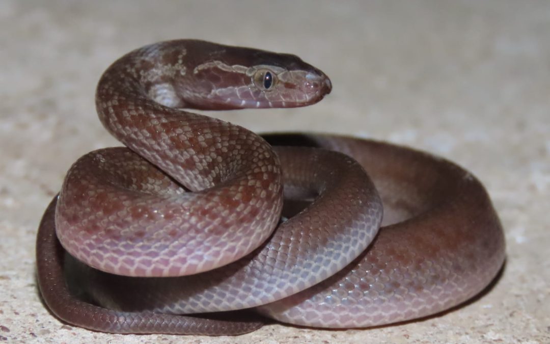 Van Buffelskedel tot Babaslang: ‘n Dag in die Limpopo-bosveld