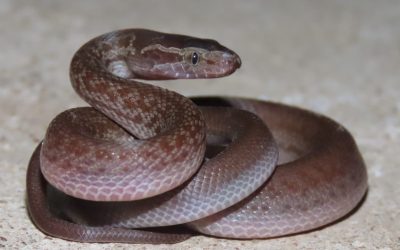 Van Buffelskedel tot Babaslang: ‘n Dag in die Limpopo-bosveld