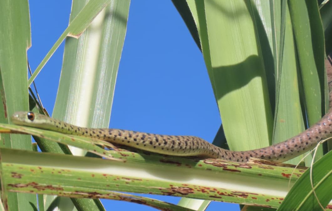 N DAG VOL ADRINALIEN MET BEVOETERDE BEESTE EN N SLANG IN MY KRUIWA