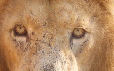 ’n Onvergeetlike Dag – Viaghn se Verjaarsdag Avonture