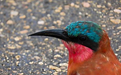 Amazing visit to the Kruger Park with my fellow students at LWEC