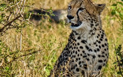 WHAT A AMAZING EXTRA LONG WEEKEND IN THE KRUGER PARK WITH JAYSEN, LIENCA AND MR KYLE