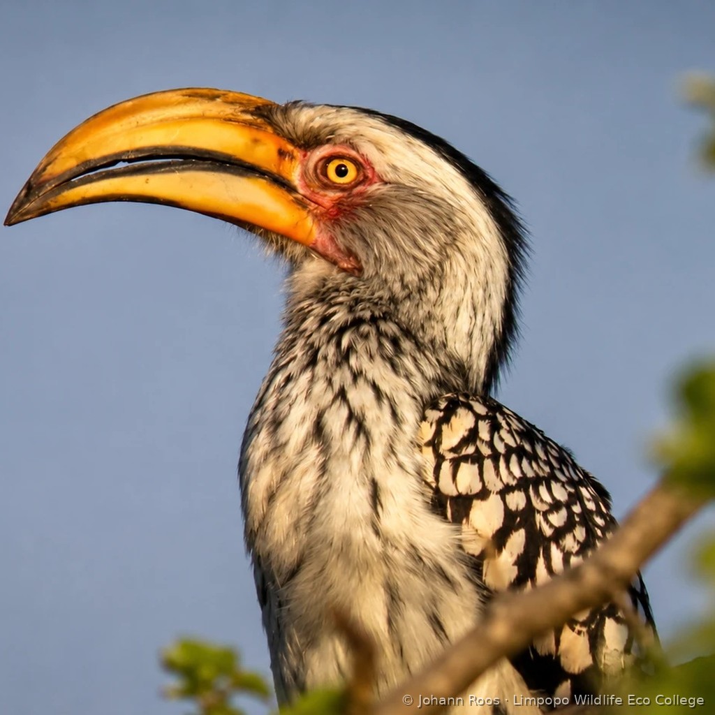 journey-hornbill-1024